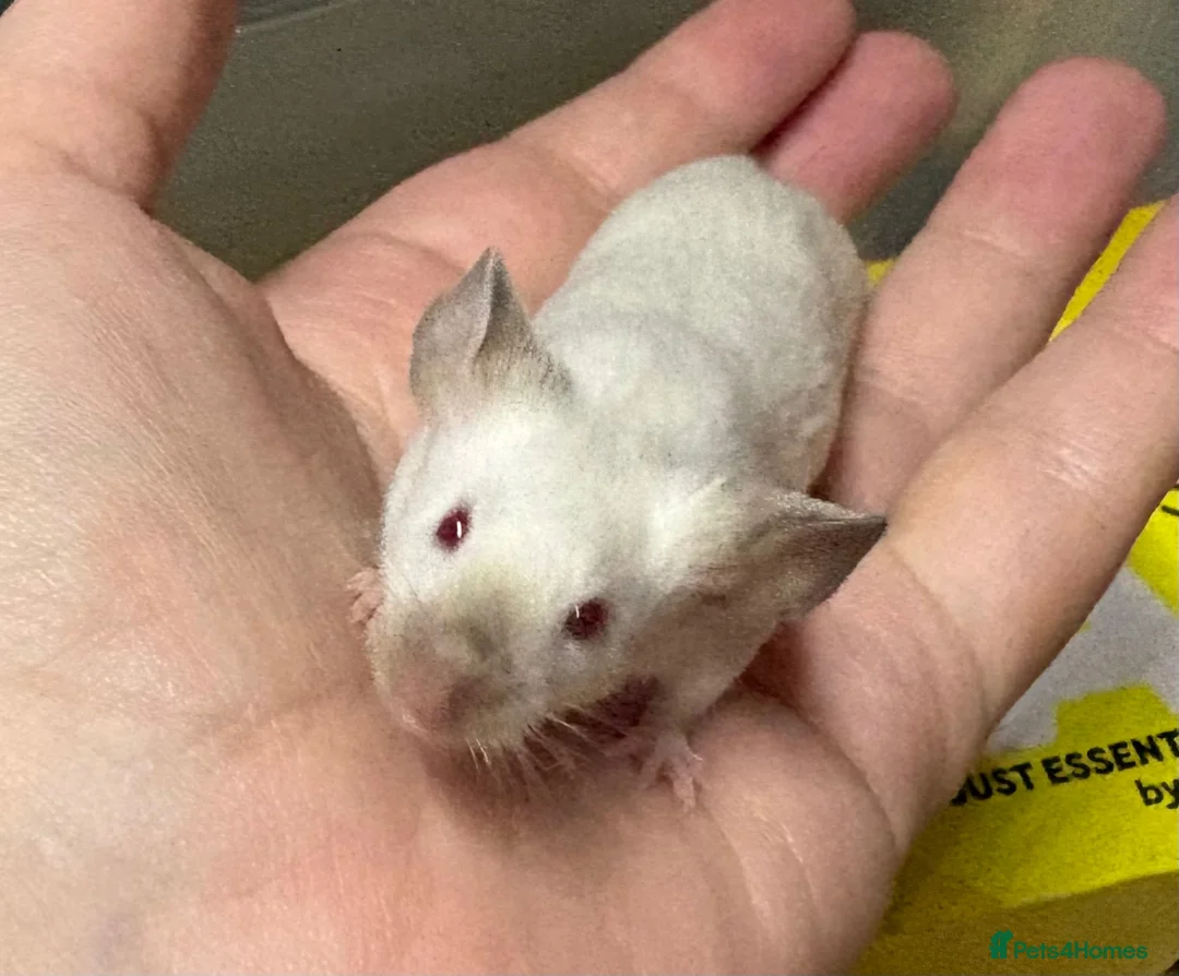 Mouse rodents for sale: AVAILABLE: FRIENDLY BABY MALE FANCY MICE FOR SALE - Advert 1