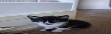 Mixed Breed Kitten 1