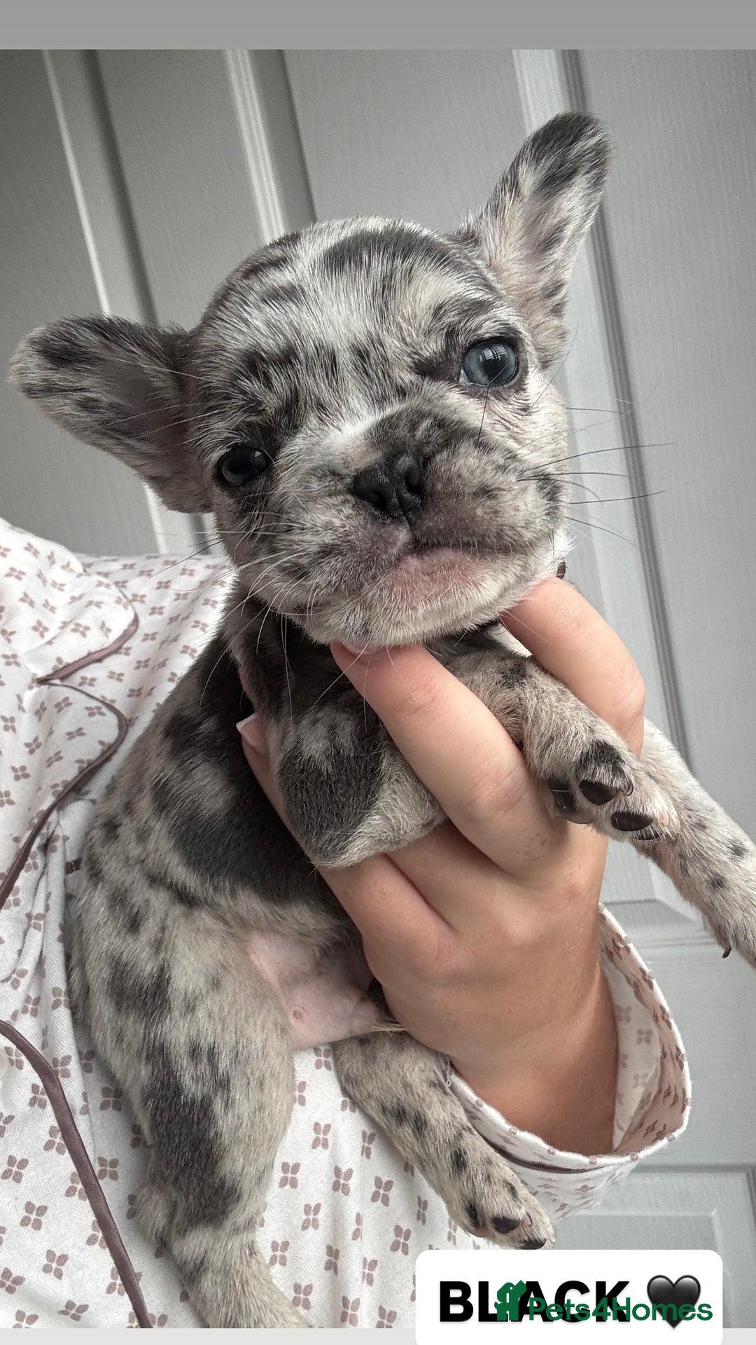 French Bulldog dogs for sale: French bulldog puppies  - Advert 8