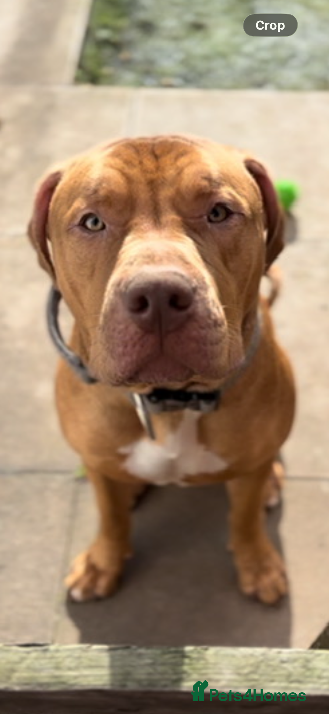 American Bull Staffy dogs for sale: Tyson is looking for a new home  - Advert 2