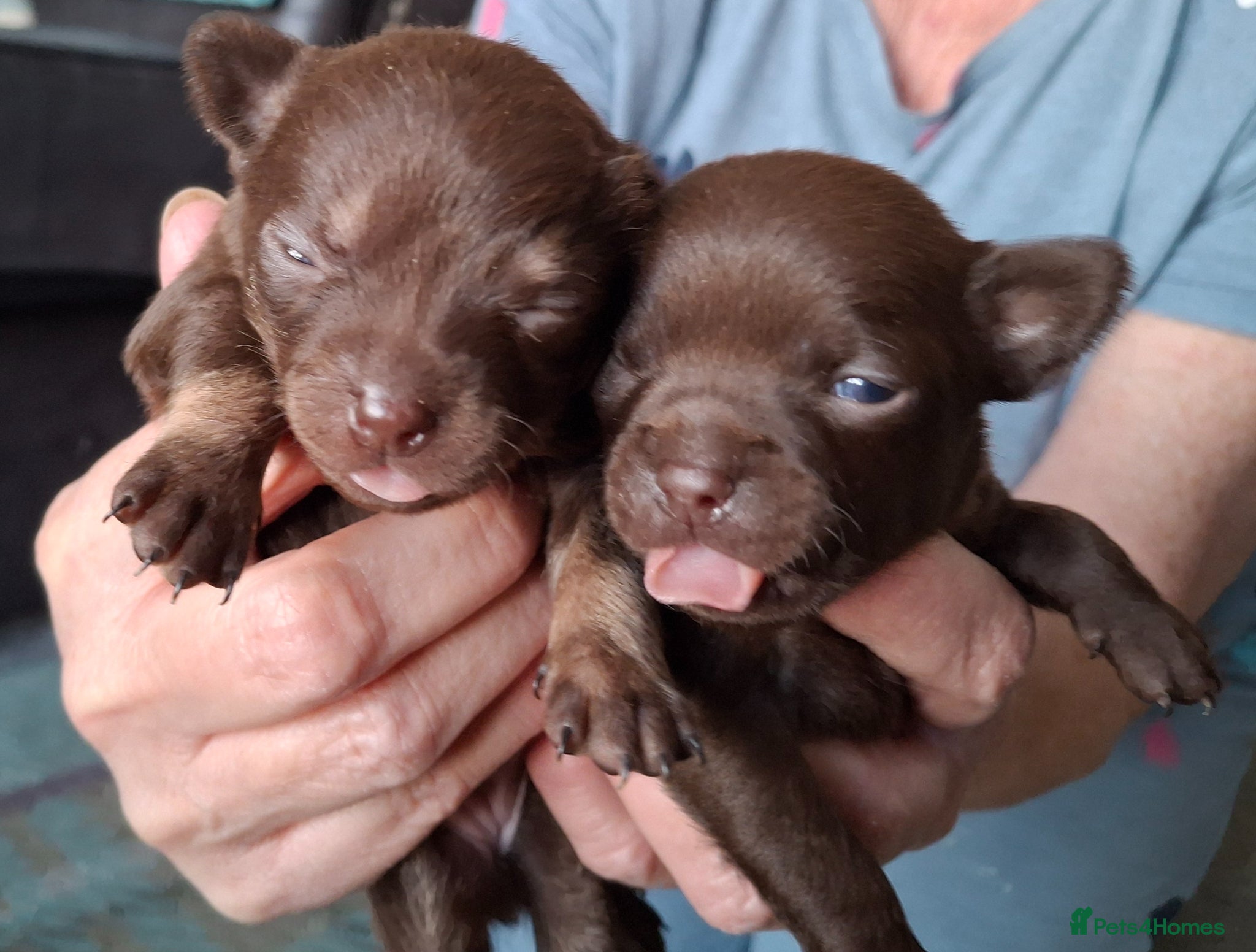 Chihuahua dogs Chihuahua 2 puppies chocolate brown girls - Advert 18