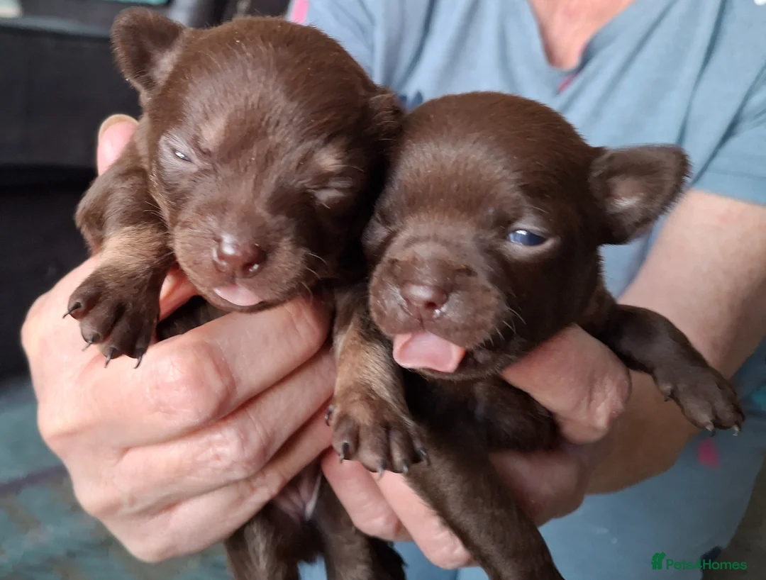 Chihuahua dogs for sale: Chihuahua 3 puppies 2girls 1boy brown - Advert 1