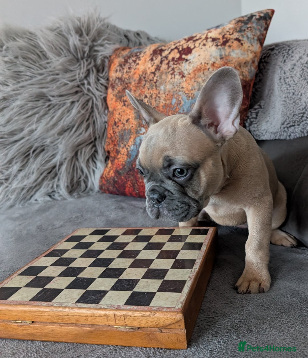 French Bulldog dogs for sale: KC registered ready to go french bulldog puppies  - Image 6