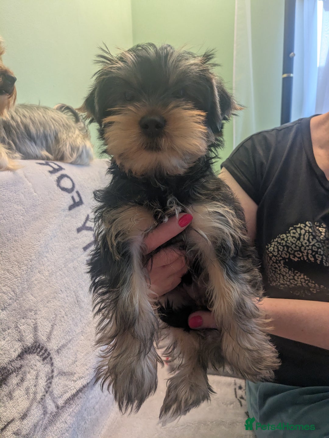 Yorkshire Terrier dogs for sale: Yorkshire terrier puppies  - Image 3