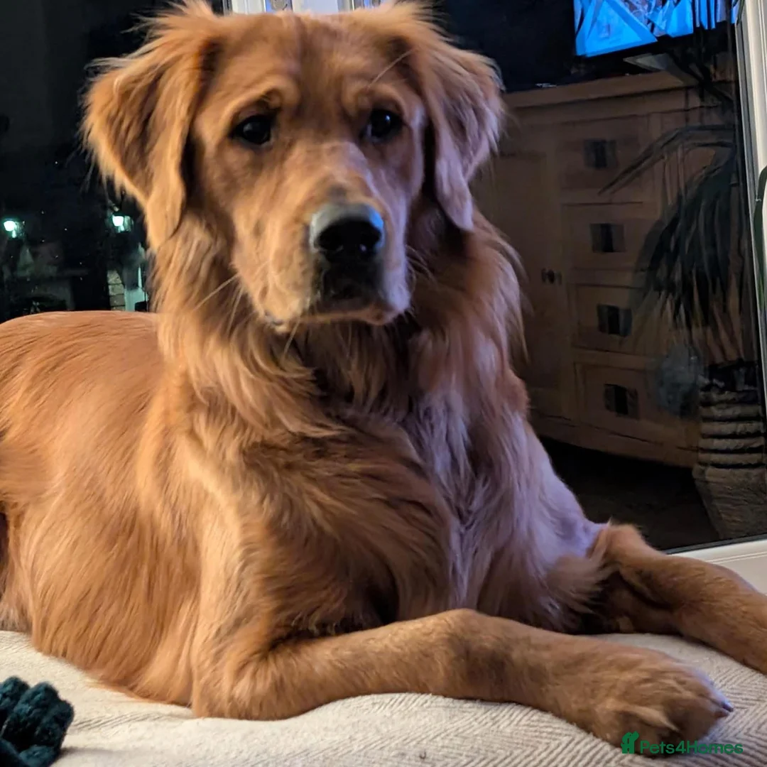 Golden Retriever dogs for sale: Waiting list open  - Advert 2