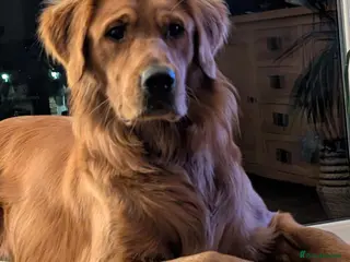 Golden Retriever dogs Waiting list open - Advert 1