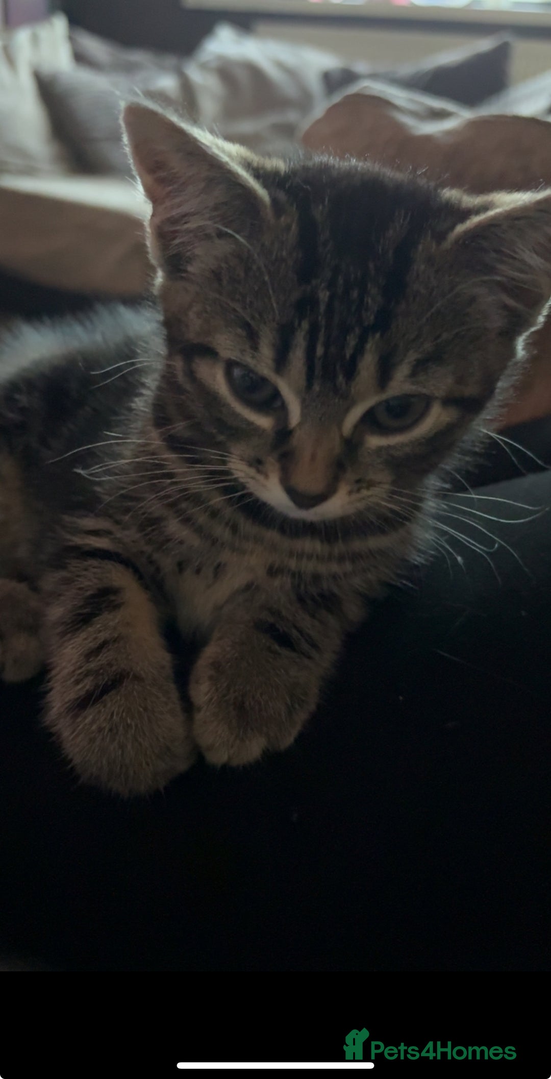 Mixed Breed cats for sale: Beautiful tabby kitten - Advert 2