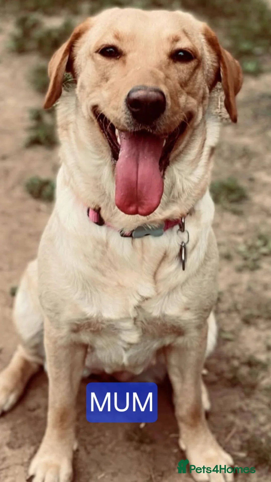 Mixed Breed dogs for sale: 9 Beautiful Puppies for sale - Advert 1