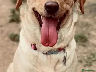 Mixed Breed dogs 9 Beautiful Puppies for sale - Advert 1