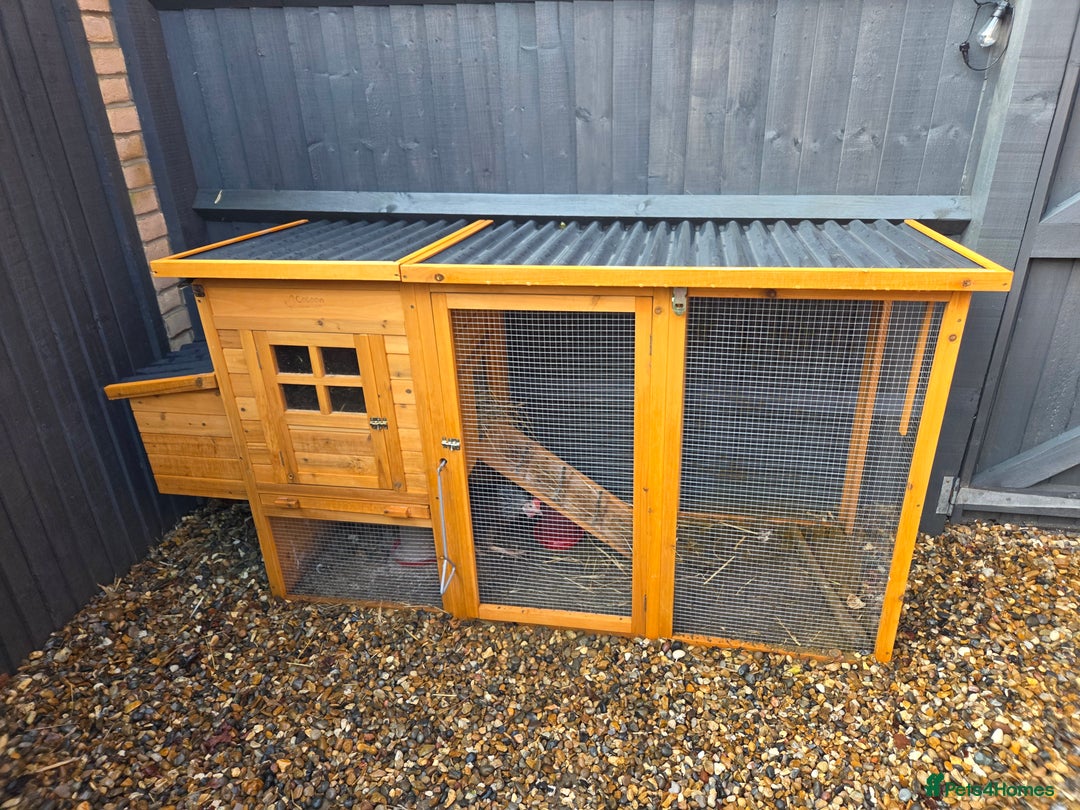 Hens poultry for sale: 2x hens and coop - Advert 2