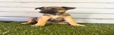 Belgian Shepherd Dog Puppy 4