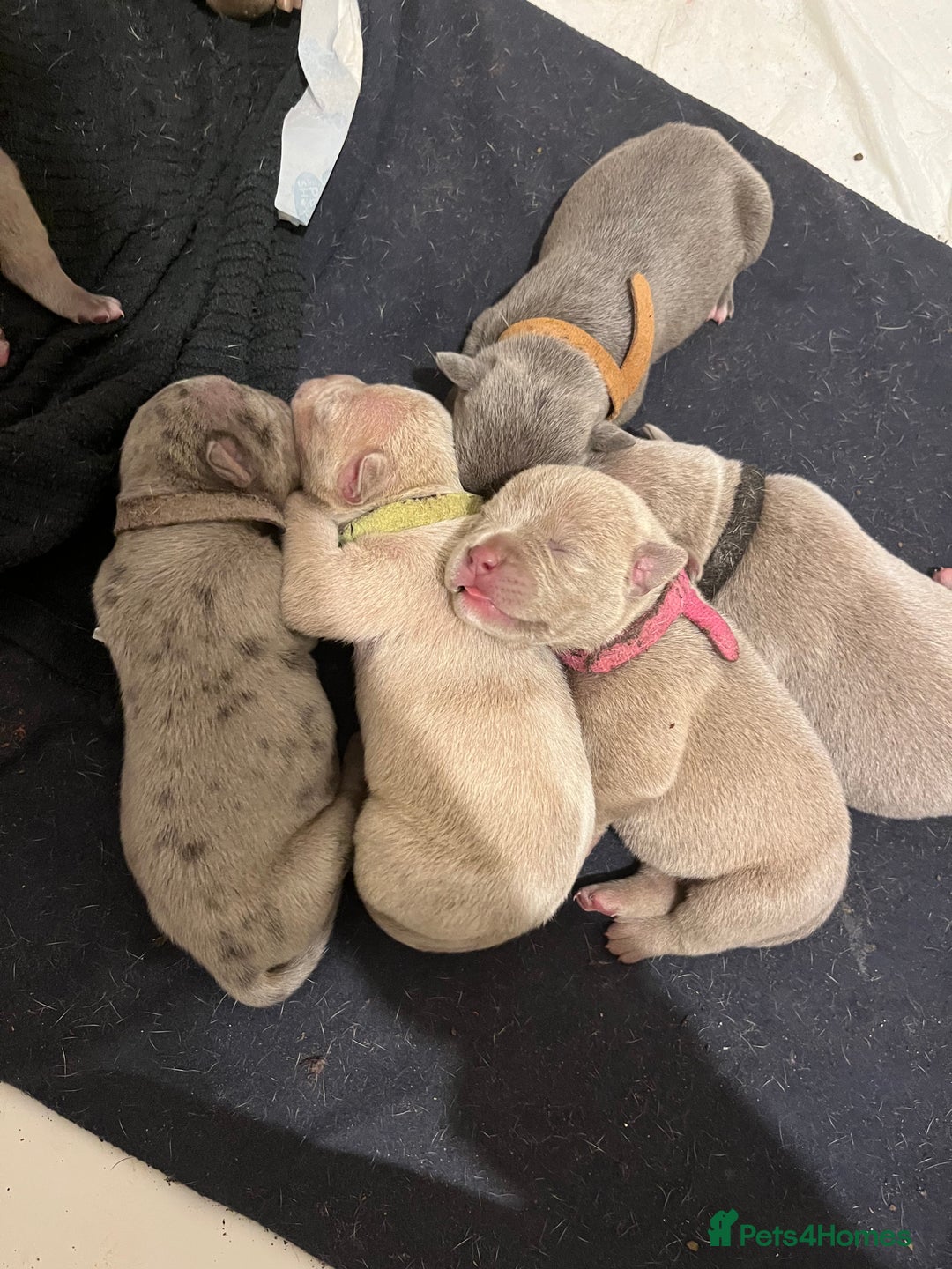 American Bull Staffy dogs for sale: 10 pocket bully - Image 11
