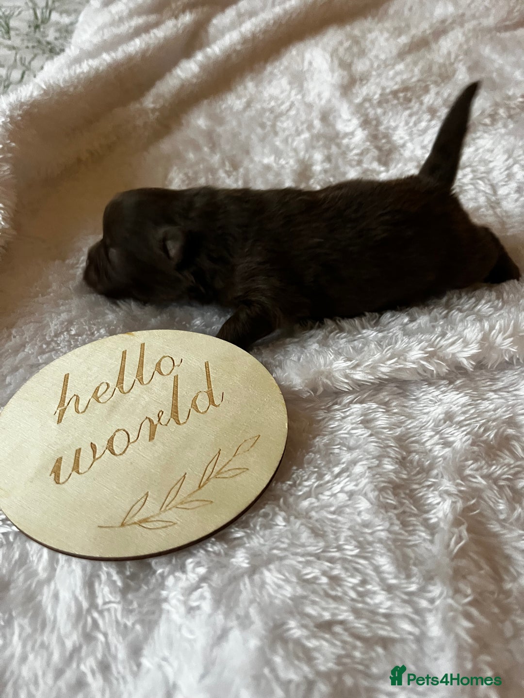 Pomeranian dogs for sale: Fluffy Pomeranian puppy’s MERLE & CHOCOLATE - Advert 29