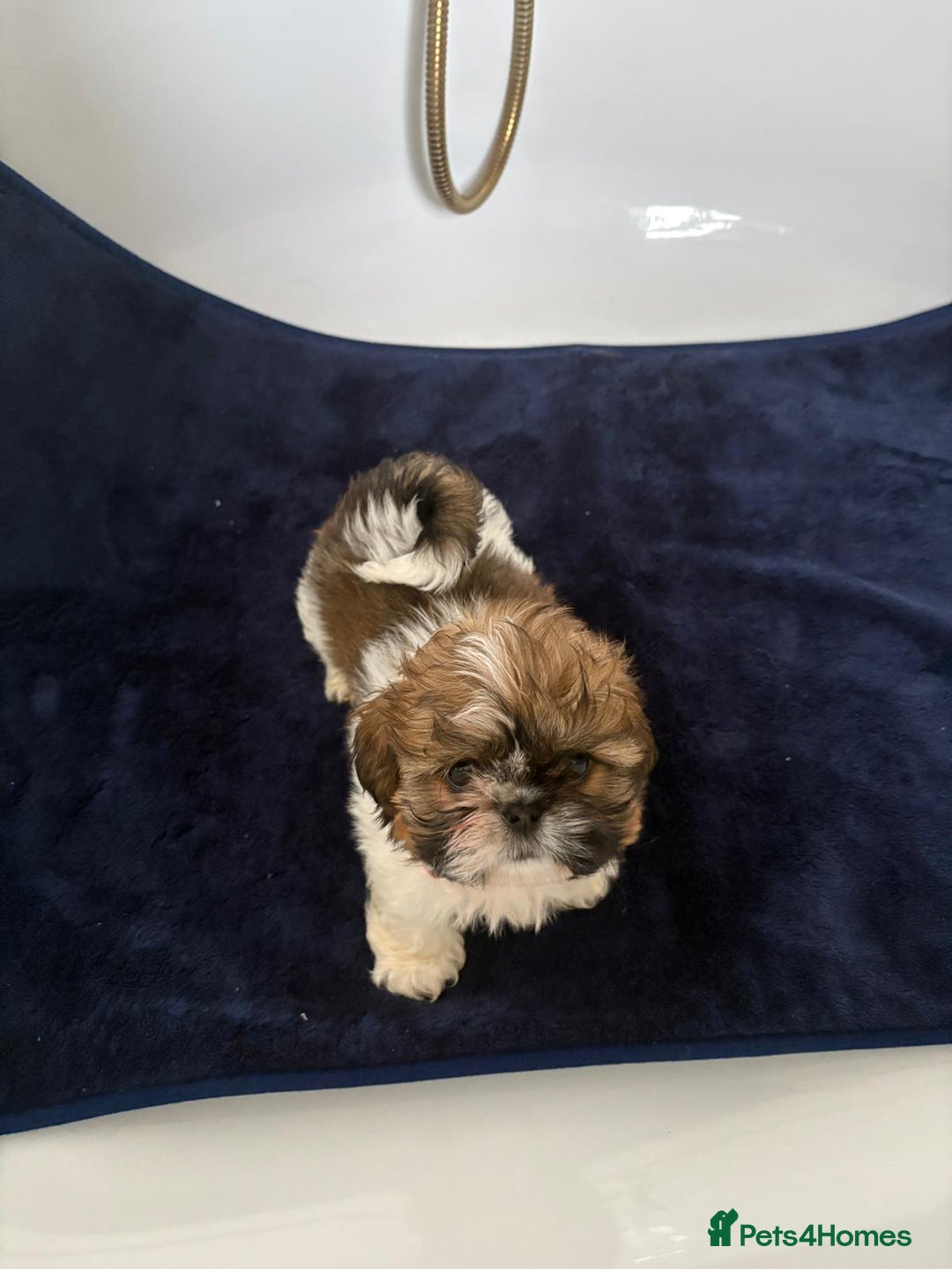 Shih Tzu dogs for sale: 3 lovely girl shih tzu puppies  - Advert 33