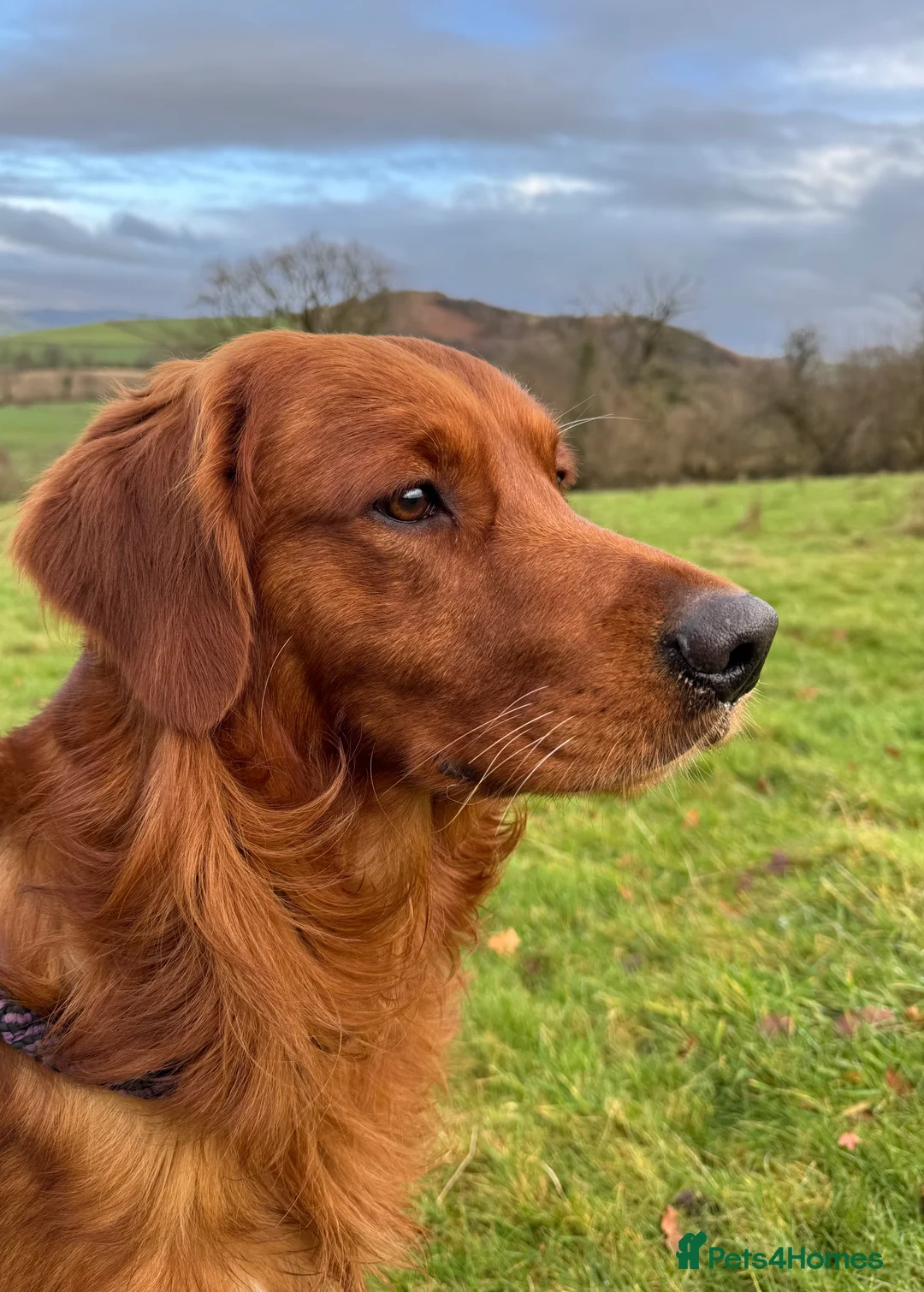 Golden Retriever dogs for sale: BEAUTIFUL GOLDEN RETRIEVERS-PARENTS HEALTH TESTED - Advert 10