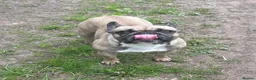 French Bulldog dogs for sale: 2 French bulldogs looking for a new home in Perth - Advert 13