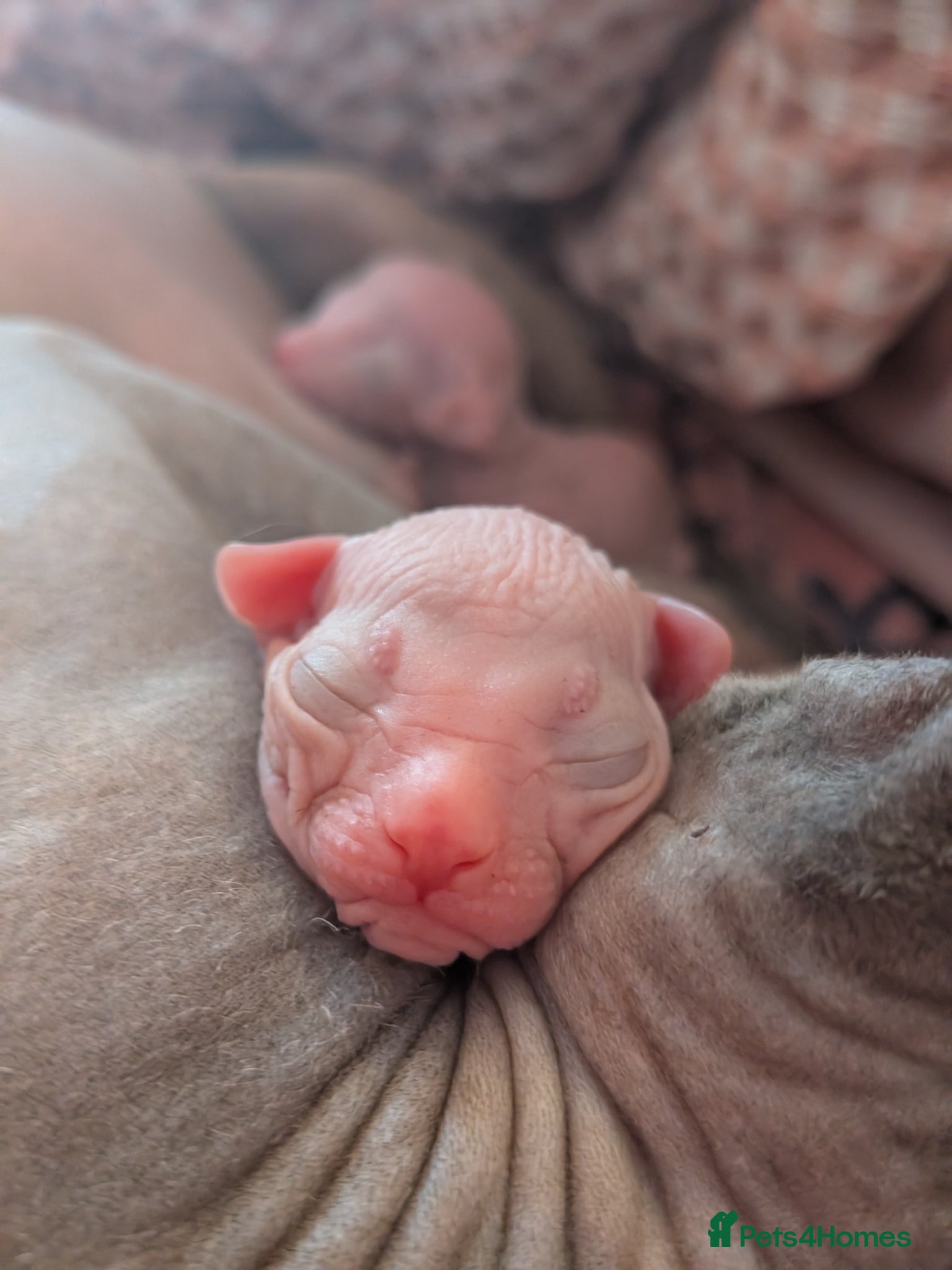 Sphynx cats Sphinx kittens  - Advert 1