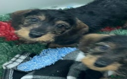 Dachshund dogs for sale: Dachshund - Miniatures wires  - Image 8