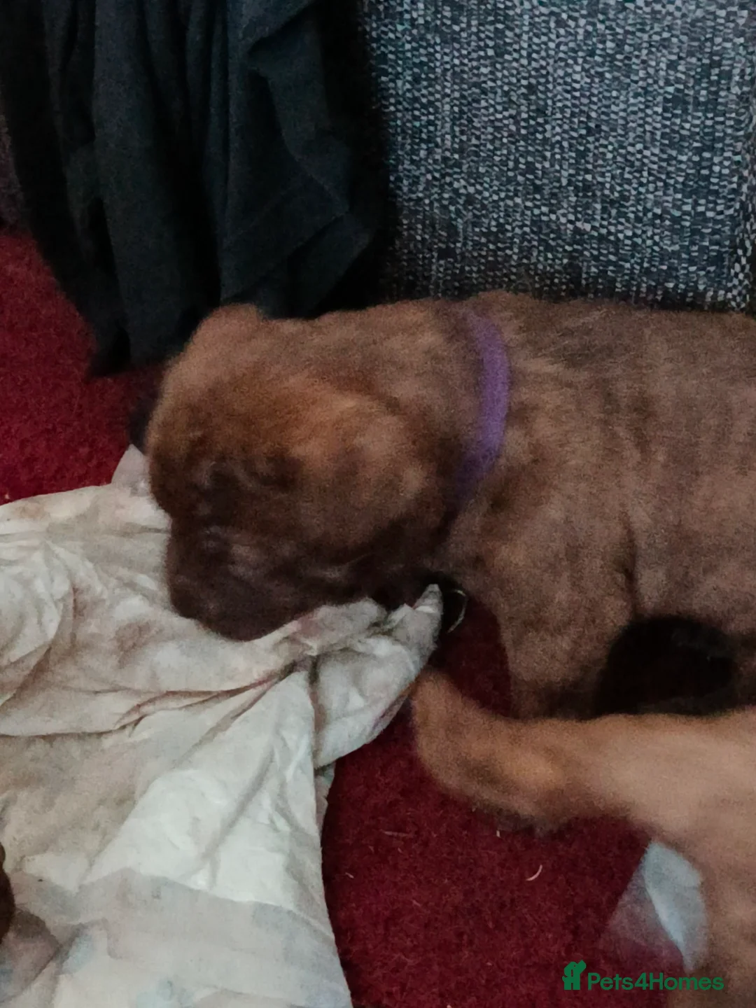 Mixed Breed dogs for sale: Dogue de bordeaux cross old time english bulldog in Newcastle upon Tyne - Advert 3