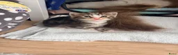 Ragdoll cats for sale: Beautiful Ragdoll cross kittens  - Advert 13