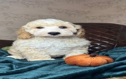 Cockapoo dogs for sale: Pedro f1 cockapoo  - Image 6