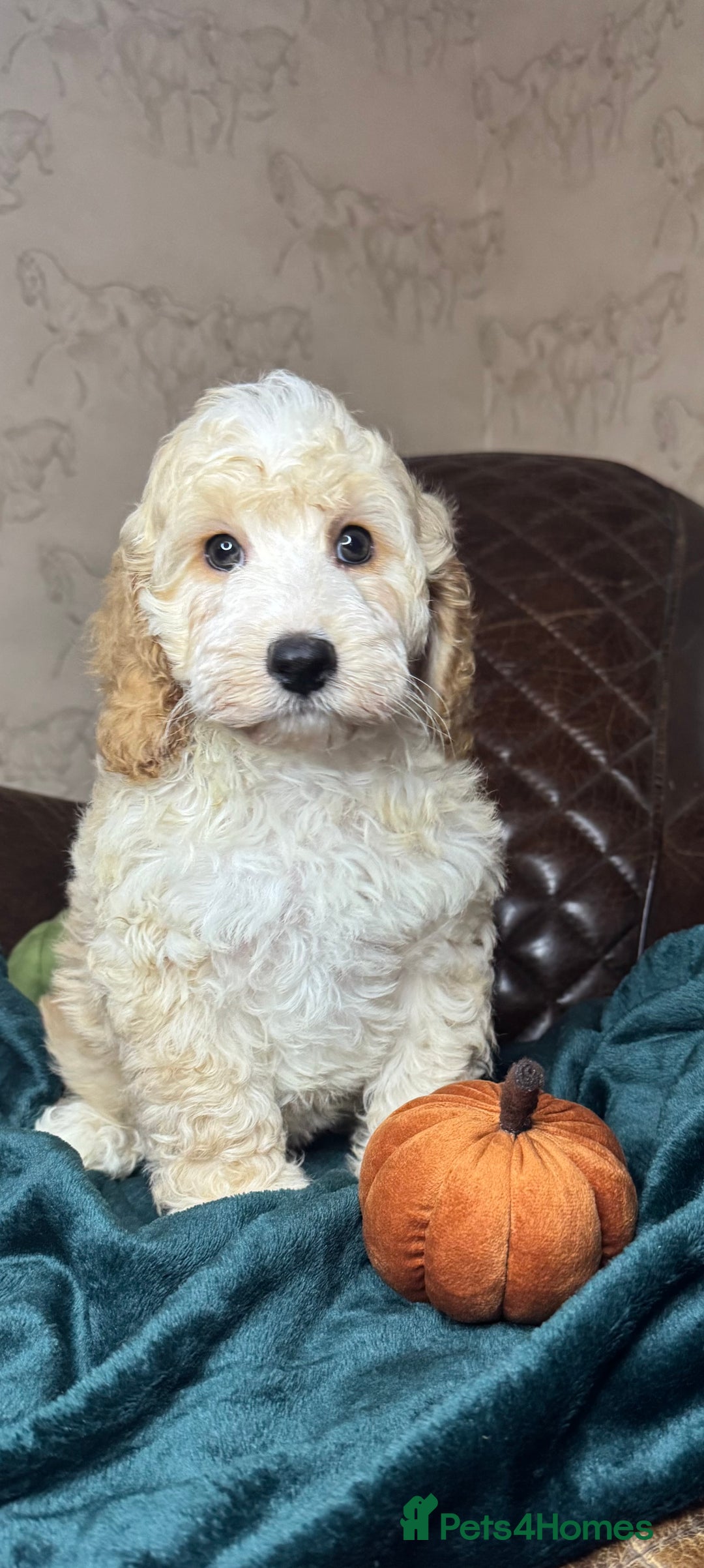 Cockapoo dogs for sale: Pedro f1 cockapoo  - Image 6
