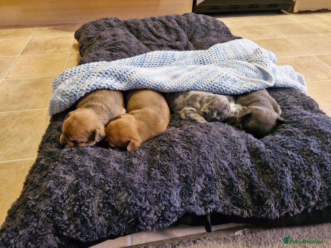 French Bulldog dogs for sale: Frenchie puppies looking for their forever home - Image 8