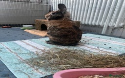 Lionhead rabbits for sale: Rehome: Friendly, cute, healthy, lionhead (spade) - Advert 4