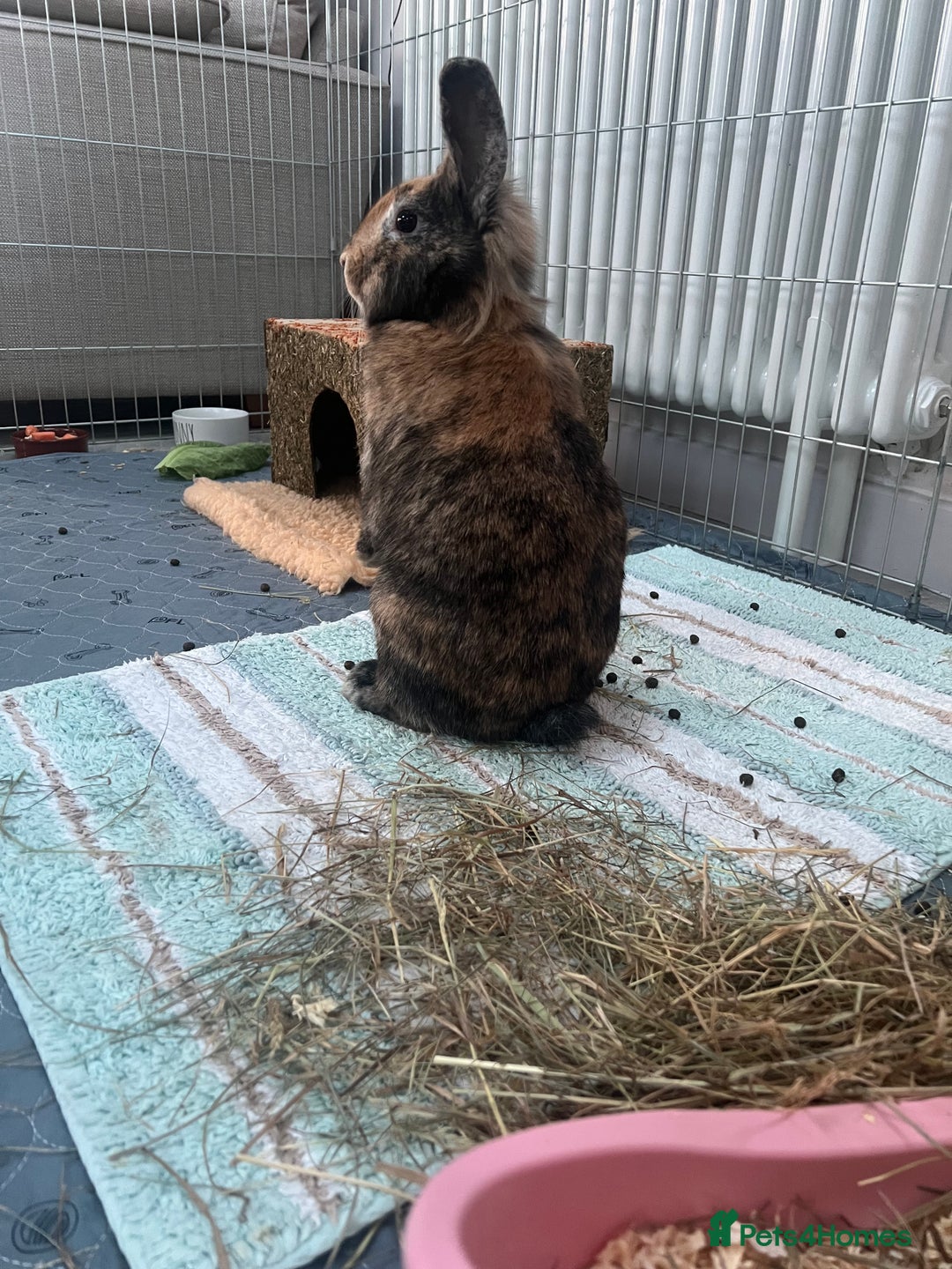Lionhead rabbits for sale: Rehome: Friendly, cute, healthy, lionhead (spade) - Advert 4
