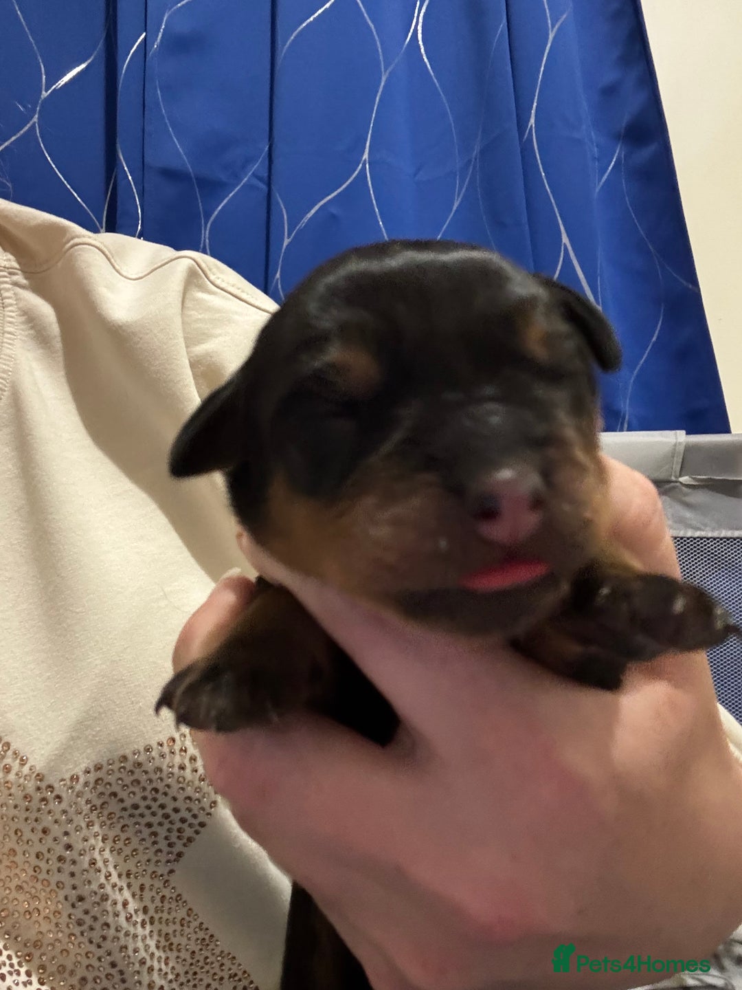 Rottweiler dogs for sale: Rottweiler  - Advert 7