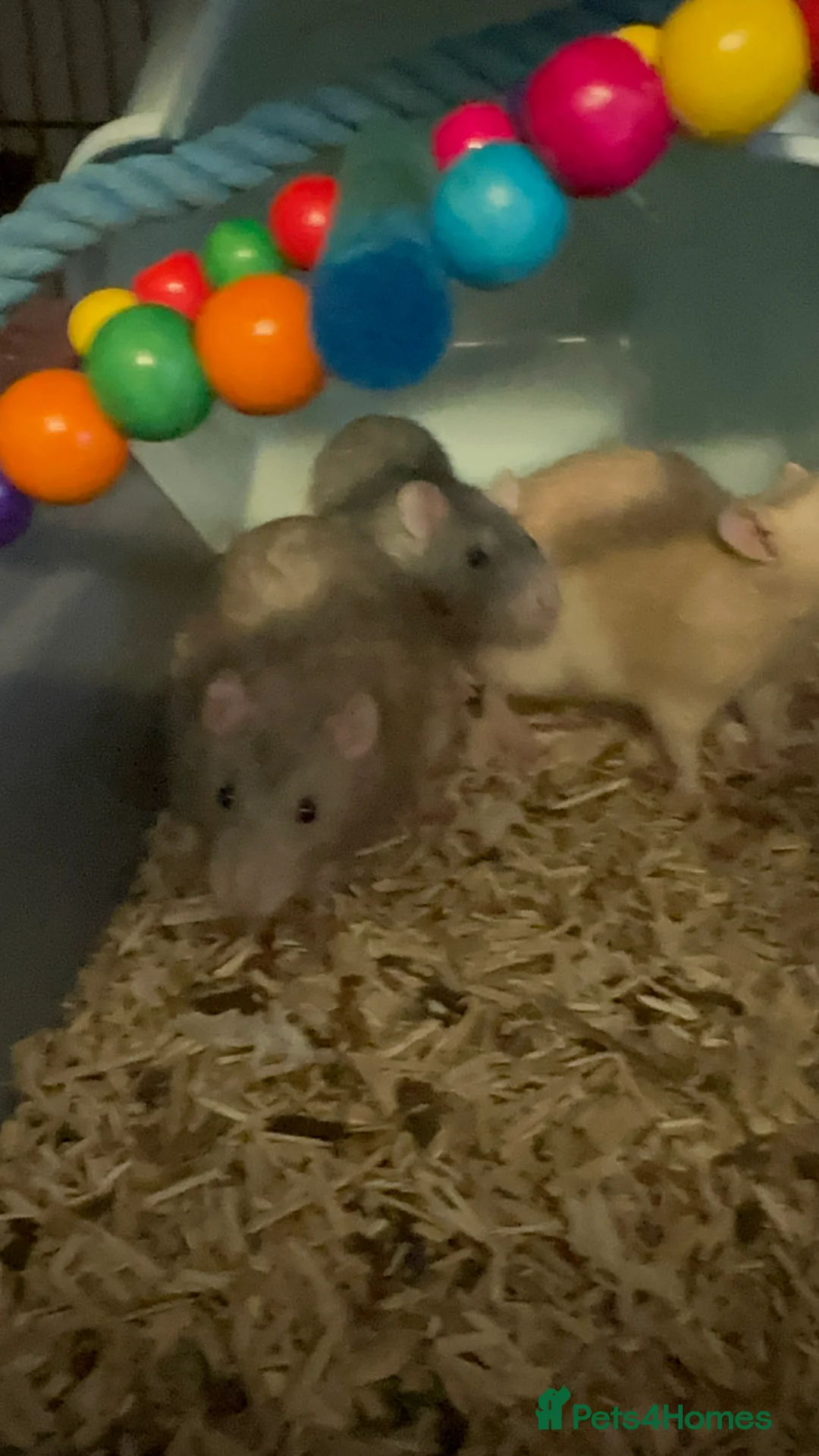 Rat rodents for sale: 5 male Fancy Rats 6 months old - Advert 4