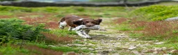 English Springer Spaniel dogs for stud: Standing at Stud - Advert 3