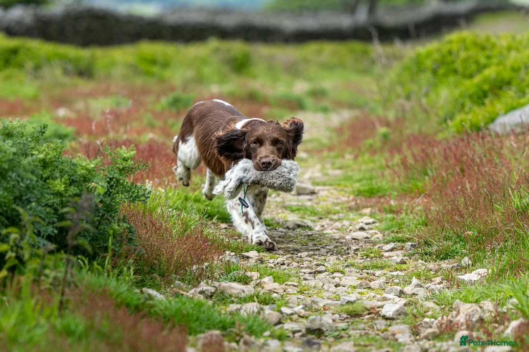 English Springer Spaniel dogs for stud: Standing at Stud - Advert 3
