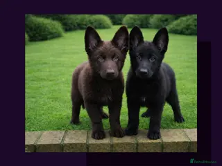 German Shepherd dogs 2 stunning short coated straight back KC reg GSP's - Advert 4