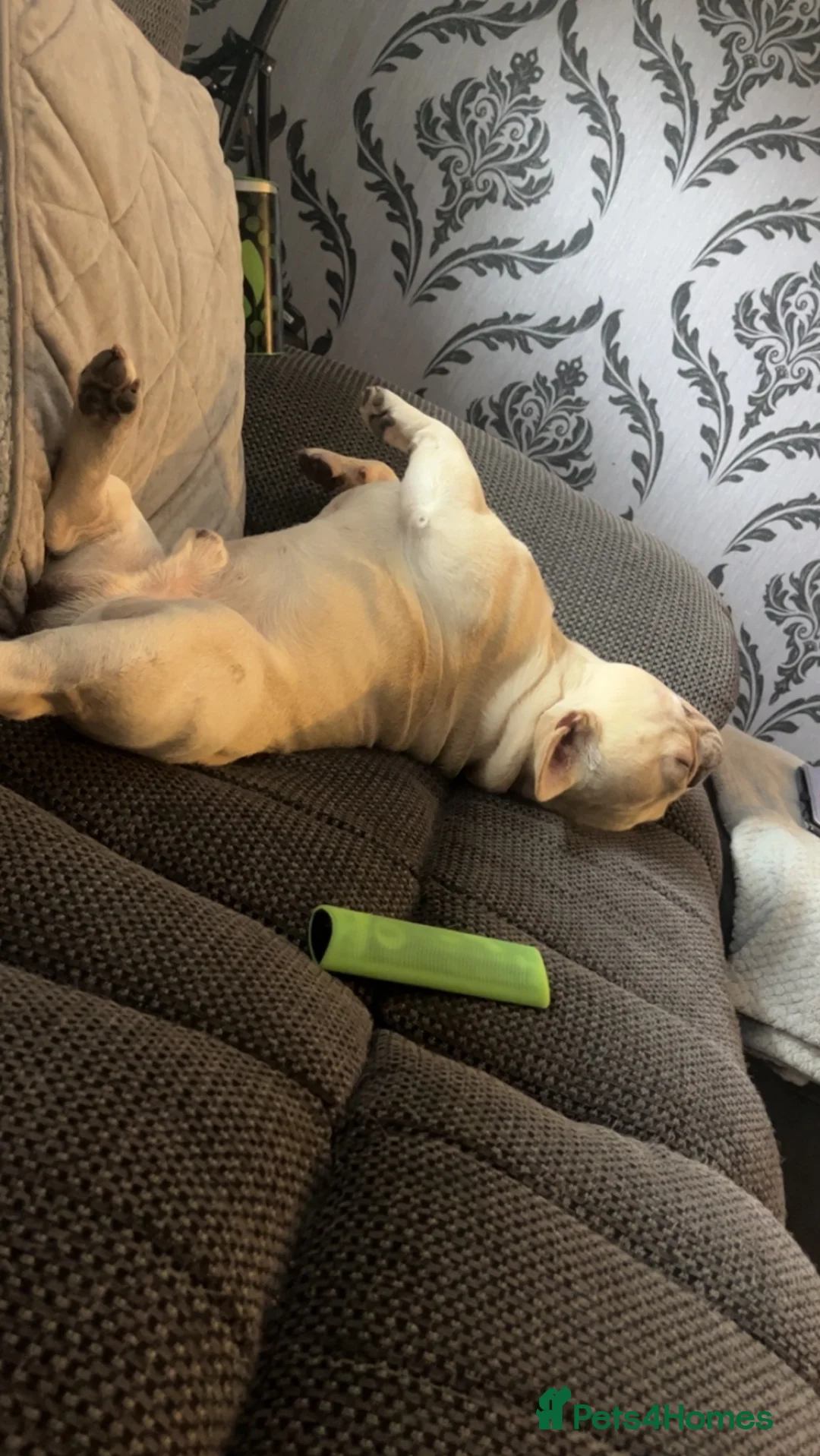 French Bulldog dogs for stud: French bulldog for STUD - Advert 5