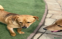 Mixed Breed dogs for adoption: Cute Jerry Needs Love  - Image 3
