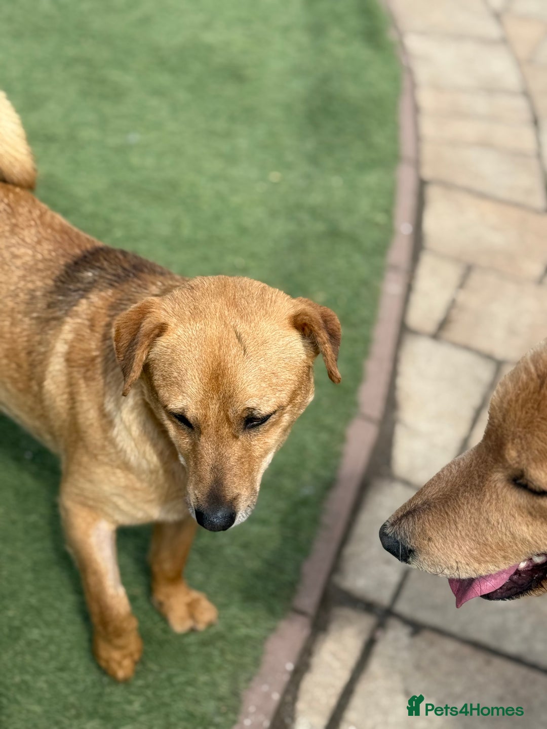 Mixed Breed dogs for adoption: Cute Jerry Needs Love  - Image 3