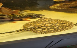 Other/Mixed Breed fish for sale: Pair of rays - Image 3