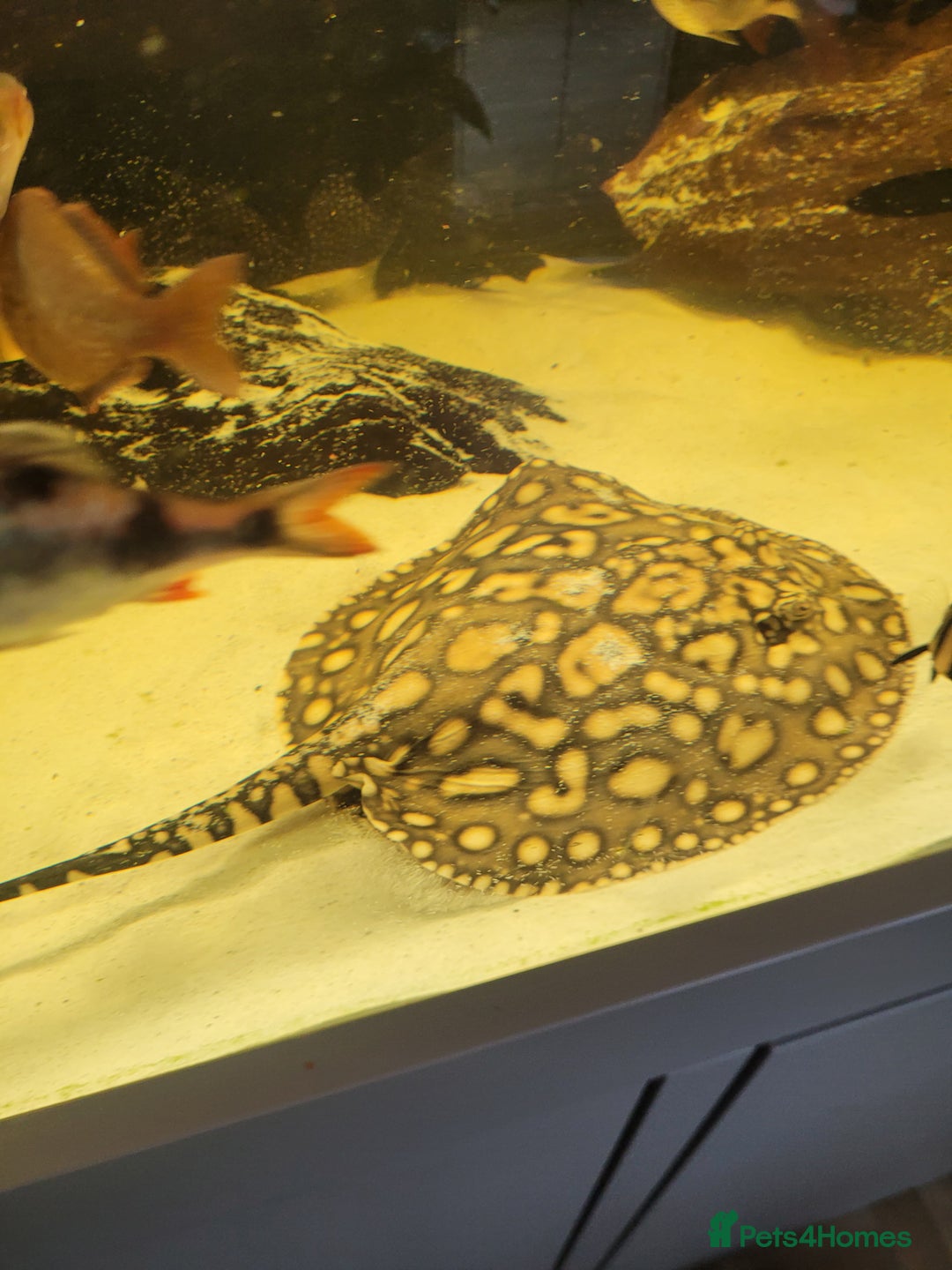 Other/Mixed Breed fish for sale: Pair of rays - Image 3