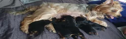 Yorkshire Terrier dogs for sale: Beautiful, pure breed Yorkshire terrier  - Advert 1