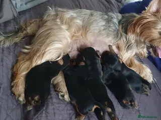 Yorkshire Terrier dogs Beautiful, pure breed Yorkshire terrier - Advert 3