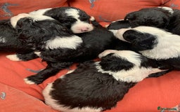 Sheepadoodle dogs for sale: Medium Sheepadoodle Puppies Available  - Image 33