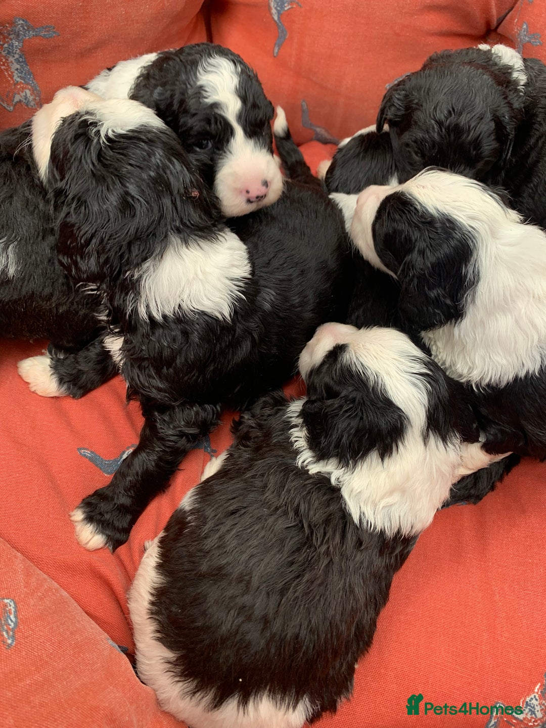 Sheepadoodle dogs for sale: Medium Sheepadoodle Puppies Available  - Image 33