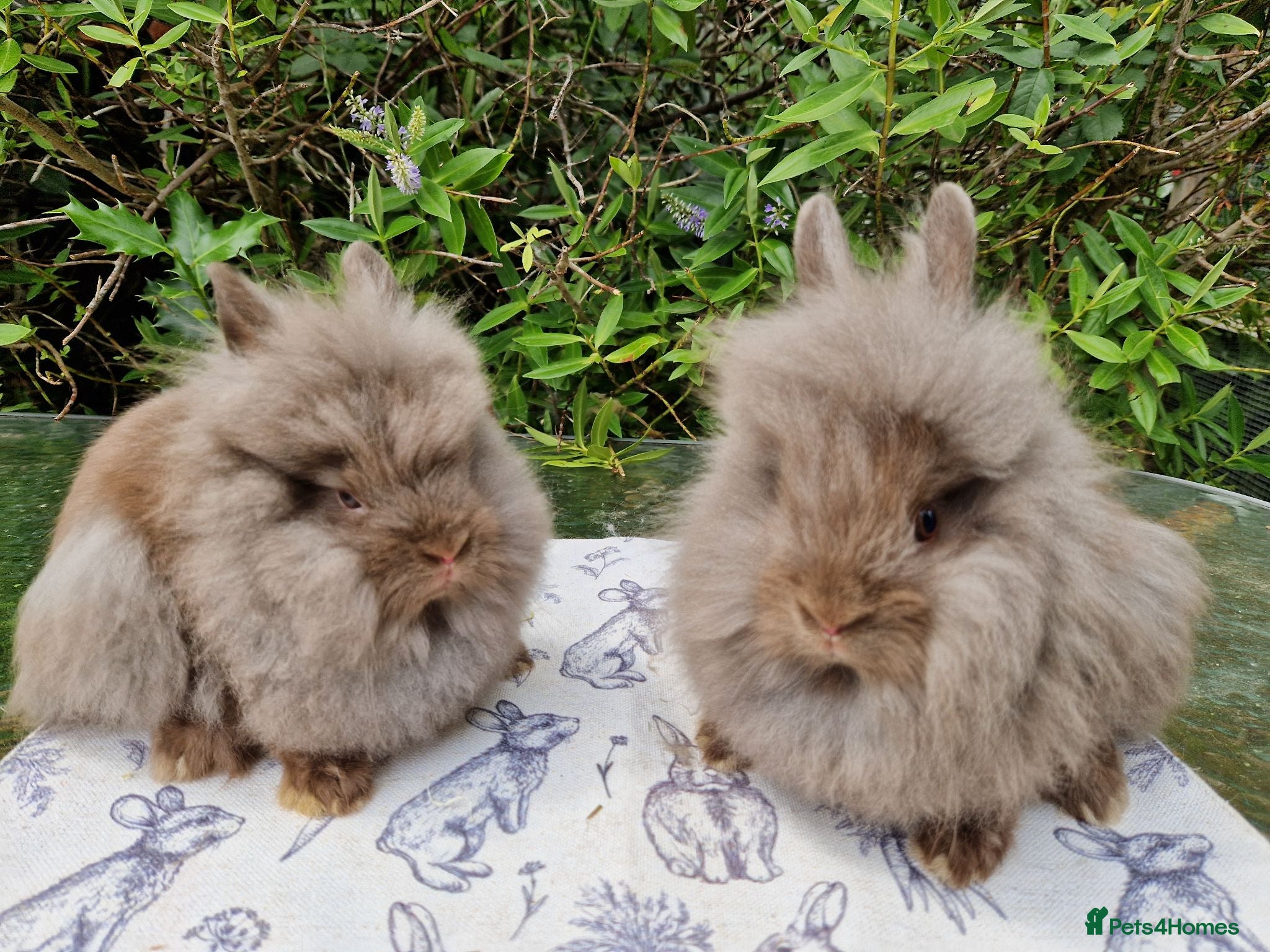 Lionhead rabbits READY NOW Purebred Lionhead Baby Rabbits - Advert 1