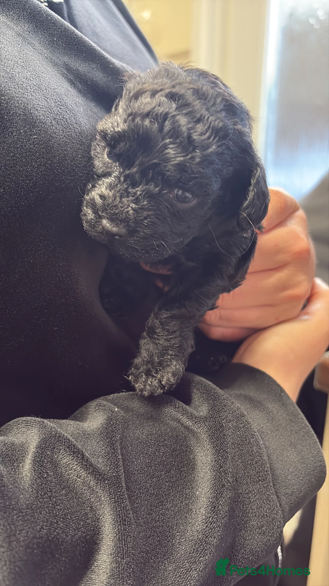 Mixed Breed dogs for sale: 2 boys and 3 girls Jackapoo puppies  - Advert 2