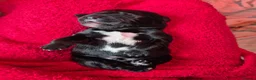 Springador dogs for sale: Fabulous Springador Puppies for Sale in Halesworth - Advert 20