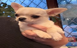 Chihuahua dogs for stud: TINY 1.1 kg Cream/ white apple head chihuahua  - Image 1