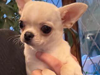 Chihuahua dogs TINY 1.1 kg Cream/ white apple head chihuahua - Advert 21