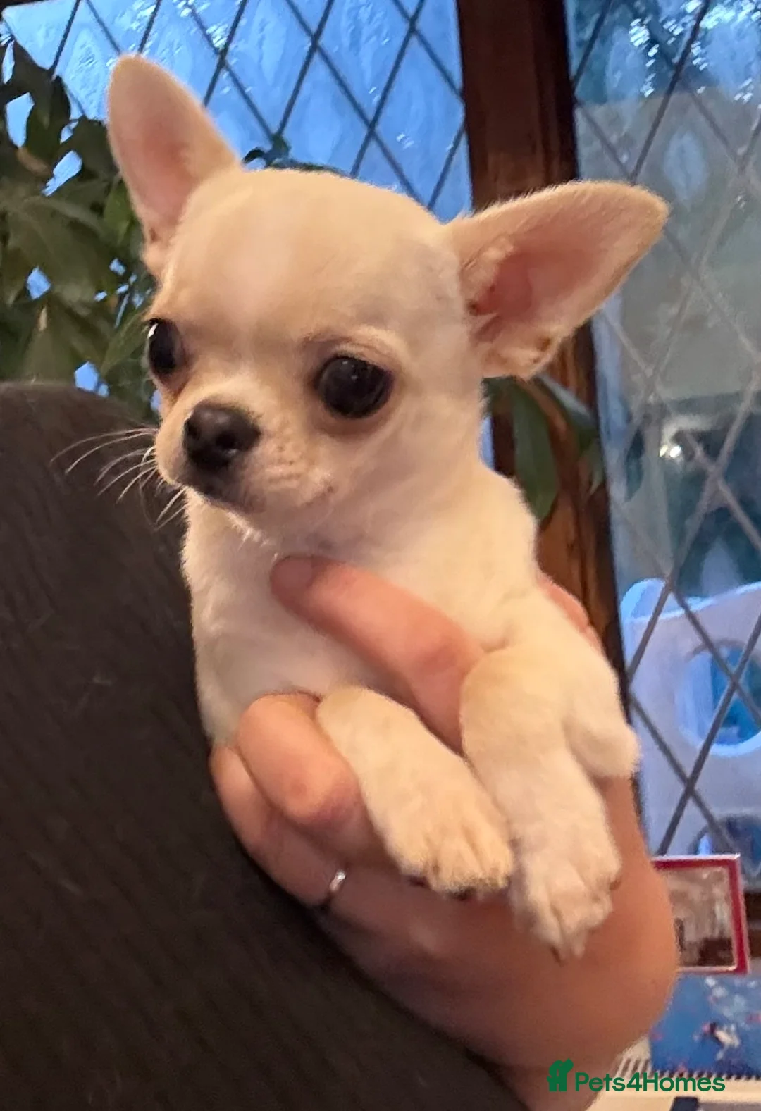 Chihuahua dogs for stud: TINY 1.1 kg Cream/ white apple head chihuahua  - Advert 1
