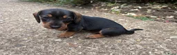 Miniature Dachshund dogs for sale: Miniature Daschunds - Advert 26